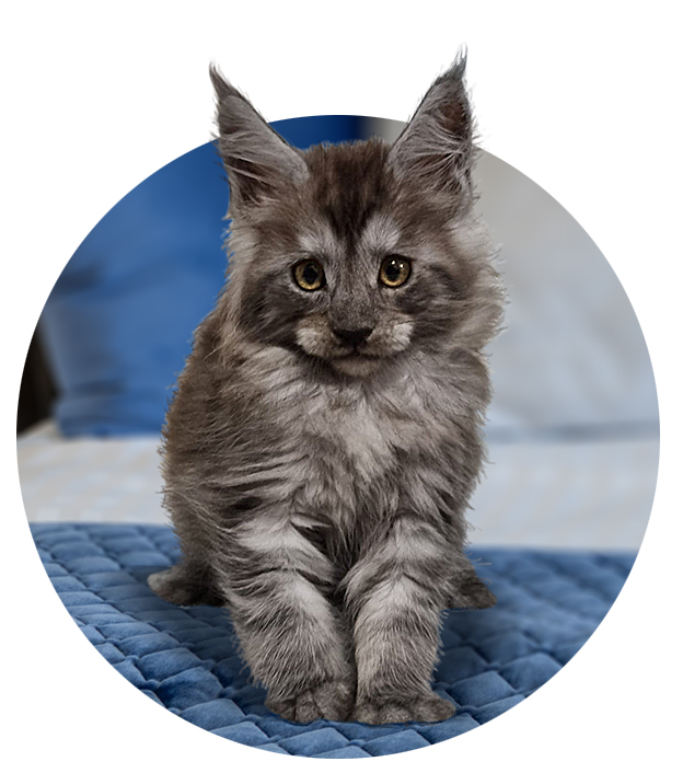 Maine Coon kitten