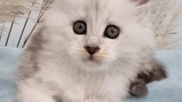 Kitten from previous litter
