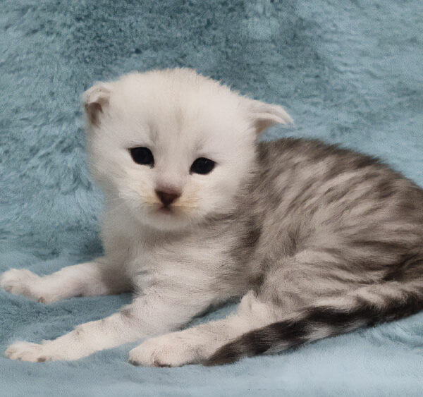 Kitten from previous litter
